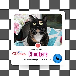 Thumbnail photo of Checkers #4