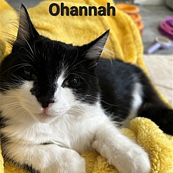 Thumbnail photo of Ohannah #3