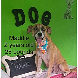 Thumbnail photo of Maddie #4