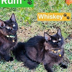 Thumbnail photo of Whiskey #2