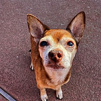 adopt-pet