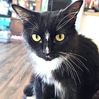 adopt a pet