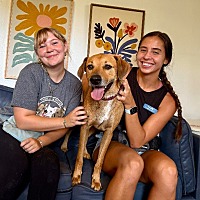 adopt a pet