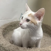 adopt-pet