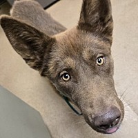 adopt a pet