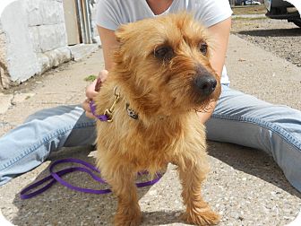 australian terrier mix