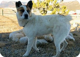 akita heeler mix