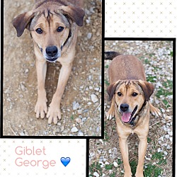 Thumbnail photo of Giblet George (pom-dc) #3