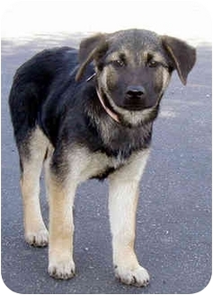 german shepherd desi mix