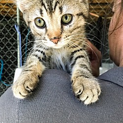 Thumbnail photo of Ernesta Polydactyl - IN ADOPTION TRIAL #1