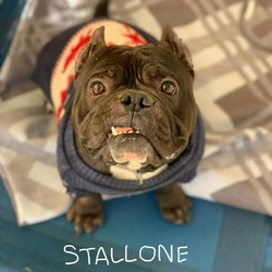 Photo of Stallone