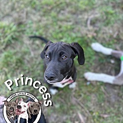 Thumbnail photo of Princess the Sweet Family Dog #2
