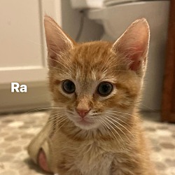 Photo of RA kitten