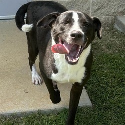 Thumbnail photo of RICH ★ Available NOW - ADOPTION or RESCUE! #1