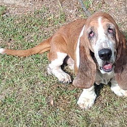 bonded pet photo