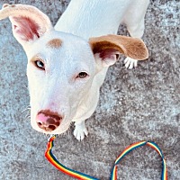 adopt a pet