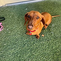 adopt-pet