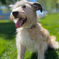 adopt a pet