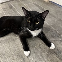 adopt-pet