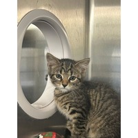 adopt-pet