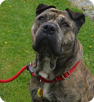 english bulldog mixed with shar pei