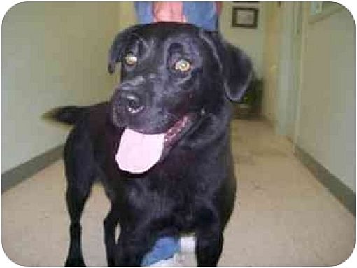 Casper, WY - Labrador Retriever. Meet Iggy a Pet for Adoption