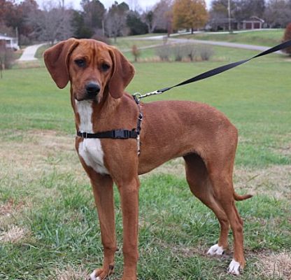 Portland, ME - Coonhound. Meet Annie Fannie a Pet for Adoption ...