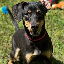 Photo of Dolly