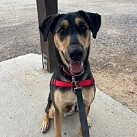 adopt a pet