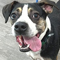 adopt a pet