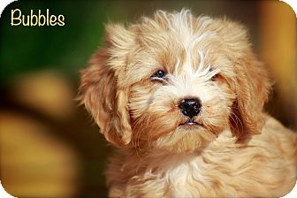 miniature poodles for adoption