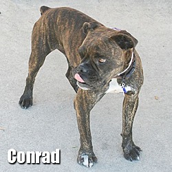 Thumbnail photo of Conrad #2