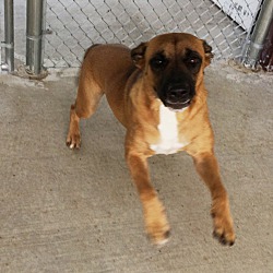 Mountain Cur Puppies For Sale In Oklahoma Adoptapetcom - 