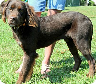 Wakefield Ri Boykin Spaniel Meet Tek Gorgeous Golden Spaniel A Pet For Adoption