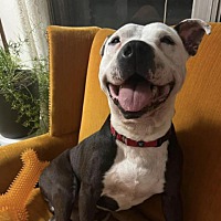 adopt a pet