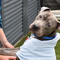 adopt a pet