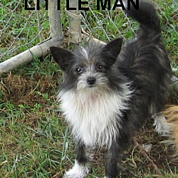 Thumbnail photo of Little Man- 4# Lap Dog #1