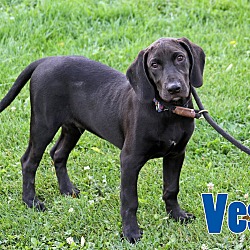 Thumbnail photo of Vesto #1