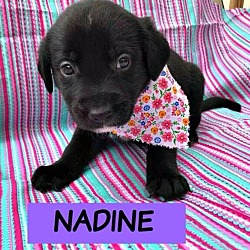 Thumbnail photo of Nadine #2