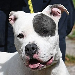 new haven animal shelter photos