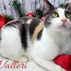 Thumbnail photo of Valleri (adoption pending) #1