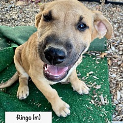 Thumbnail photo of Ringo #1