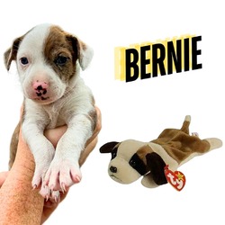 Thumbnail photo of Bernie #3