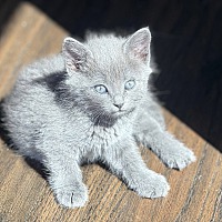 adopt a pet