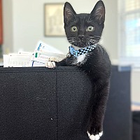 adopt a pet