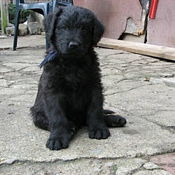 Photo of Bouvier des Flandres puppy
