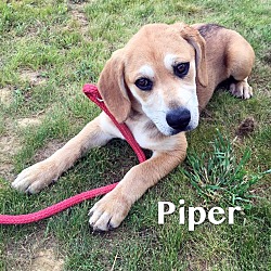 Thumbnail photo of Piper #4