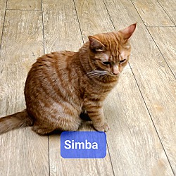 Photo of Simba