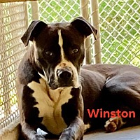 Photo of Winston