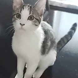 Photo of Monica Meow Meow